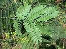 Albizzia julibrissin